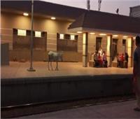 مشهد كوميدي.. «حمار» يقتحم رصيف محطة قطار بالغربية 