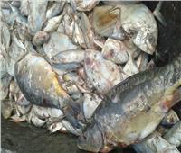 ضبط 1.1 طن أسماك فاسدة داخل مطعم بالجيزة