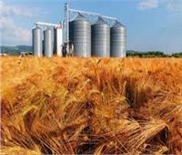 الزراعة: وجود احتياطي للقمح يكفي لأكثر من 6 أشهر | فيديو