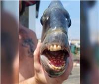 سمكة نادرة بأسنان بشرية تثير الجدل في أمريكا 