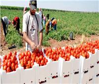 «الزراعة»: ارتفاع الصادرات لـ 4 ملايين و330 ألفا و992 طنا