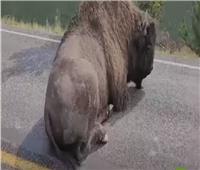 حيوان الـ«بيسون» يوقف حركة المرور في أحد الطرق الأمريكية| فيديو
