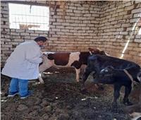 تحصين 88 ألف رأس ماشية ضد «الحمى القلاعية والوادى المتصدع» بالفيوم 
