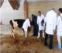 «بيطرى الغربية» تحصين 183 ألفاً و450 رأس ماشية ضد الحمى القلاعية والوادي المتصدع