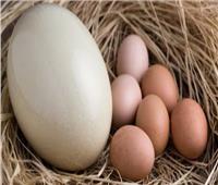 فوائد بيض النعام.. يساعد علي خسارة الوزن