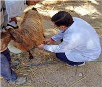 «صندوق التأمين على الثروة الحيوانية» ينظم قافلة علاجية وتوعوية بقرية بلقطر