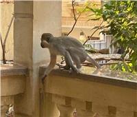 ظاهرة منتشرة.. أول تعليق من «حديقة الحيوان» على غزو القرود لحدائق الأهرام 