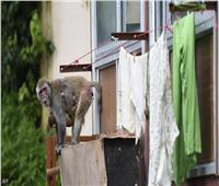 القرود تقتحم المنازل وتهدد سكان حدائق الأهرامات | شاهد