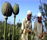 حركة «طالبان» تعلن حظر إنتاج كل أنواع المخدرات في أفغانستان