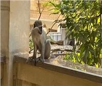 إخلاء سبيل المتهم بتربية القرود والنسانيس في حدائق الأهرام