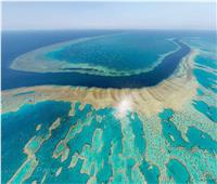 حكايات| الحاجز المرجاني العظيم.. حديقة عمرها 400 سنة «تحت البحر»