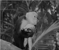 إنجاز تاريخي.. القرود تقدم علاجا لـ«قرحة المعدة»