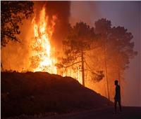 5000 هكتار من الأشجار المثمرة حصيلة حرائق الجزائر