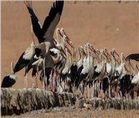 حكايات| محمية الزرانيق.. طيور العالم المهاجرة في «حماية مصرية»