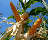 «الزراعة» تصدر توصيات لحماية محصول الذرة