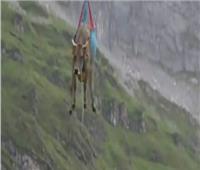 أبقار تحلق في السماء بسويسرا | فيديو 