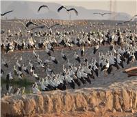 رصد أولى أسراب الطيور المهاجرة بمحميات جنوب سيناء | صور