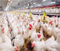 90 مليار جنيه لإنتاج 1.3 مليار دجاجة تعطى 1.7 مليون طن لحوم بيضاء