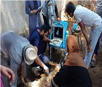 «الزراعة»: علاج وفحص 5900 رأس ماشية لصغار المزارعين بالمنوفية 