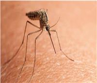 «القضاء على البعوض».. كيف يساعد الإشعاع في مكافحة الملاريا؟