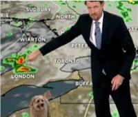 «كلب» يسرق الأضواء من مذيع نشرة الأرصاد الجوية على الهواء