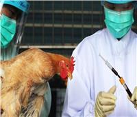 المنظمة العالمية لـ«صحة الحيوان» تعلن خلو التشيك من مرض انفلونزا الطيور