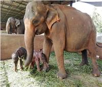 لأول مرة منذ 80 عاما.. أنثى فيل تلد توأما في سيرلانكا