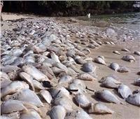  مئات الأسماك النافقة تثير قلق السلطات والأهالي في إسبانيا|فيديو
