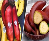 7 فوائد لـ«الموز الأحمر» أبرزها.. رمز الخصوبة وتقوية المناعة 