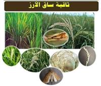 الزراعة تكشف طرق مكافحة حشرة «ثاقبة ساق الأرز» 