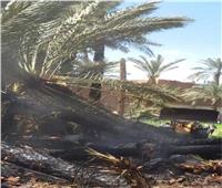 «الحماية المدنية» تسيطر على حريق حديقة في مدينة ناصر ببني سويف