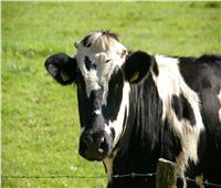المنظمة العالمية للصحة الحيوانية تعلن عن حالتين لأبقار ظهرت عليهم «جنون البقر»