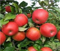 هل تعلم أن أوراق التفاح تحمي من مرض خبيث؟ .. تعرف عليه
