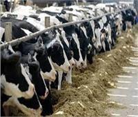 تحصين 95 ألف رأس ماشية لحماية الثروة الحيوانية ببني سويف