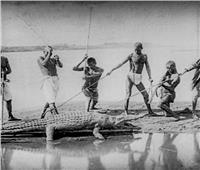 7 رصاصات تنهي مطاردة الفلاحين مع «تمساح النيل» في الستينيات