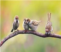 دراسة.. بعض الطيور تميز نداء الأم منذ وجودها في البيضة