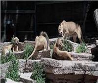 إصابة 9 أسود ونمور بكورونا في حديقة حيوانات فى أمريكا