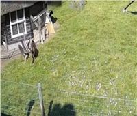 «صقر» يحاول اختطاف دجاجة من مزرعة هولندية.. والحيوانات تنقذها | فيديو