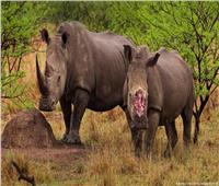 بتر قرون «وحيد القرن».. لحمايته من الانقراض