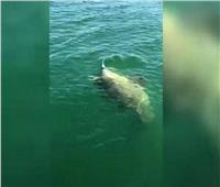 «هامور أطلسي» ضخم يلتهم سمكة قرش| فيديو