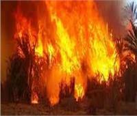 السيطرة على حريق نشب في أرض زراعية بأسيوط دون خسائر بشرية