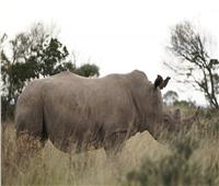 «روساتوم»: العلوم النووية نجحت في حماية وحيد القرن من الصيد الجائر