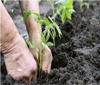 الزراعة العضوية | مبيدات آمنة لإنقاذ الأراضي «الطينية»