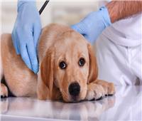 نصائح منزلية.. 5 أمراض شائعة تعاني منها الكلاب