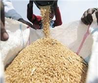 تقاوى القمح والشعير بنصف الثمن لمزارعى مطروح