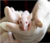 دراسة ..الفئران تساعد في تفسير مرض عقلي لدى البشر