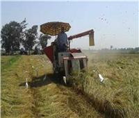 توصيات الوزارة لمزارعي محصول الأرز خلال شهر أكتوبر.. تعرف عليها 