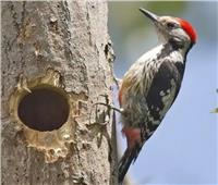 «نقار الخشب».. ضمن٢٣ نوعًا من الطيور المنقرضة