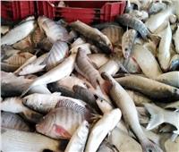 استقرار أسعار الأسماك في سوق العبور الأحد 3 أكتوبر ..والبلطي بـ21 جنيها