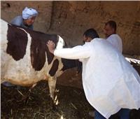 «الزراعة»: فحص وعلاج أكثر من 17 ألف رأس ماشية في 5 محافظات